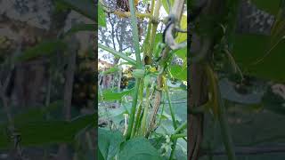 Chayote villagelife nature rurallife ytshorts chayote flowers fruit yt chayoteplant rural [upl. by Remmus809]