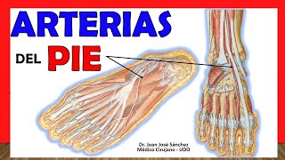 🥇 ARTERIAS DEL PIE Arteria Pedia y Plantares Arco Plantar ¡Explicación fácil [upl. by Neumark]