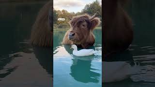 Cute duck loves highland cow 🐮🦆 🎥 Bre Boyette via ViralHog [upl. by Brewer60]