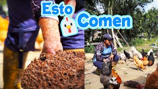 COMPARTO mi receta ORGANICA para alimentar POLLITOS CRIOLLOS 🐥🐜🐜 [upl. by Ahsaet399]