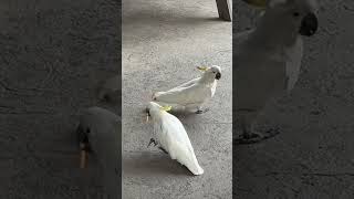 Golden crested cockatoo eating chips  Symbio Sydney [upl. by Glynas]