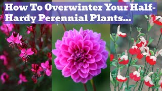 Overwintering HalfHardy Perennials  Dahlias Salvias Gaura Penstemon Etc [upl. by Griswold]