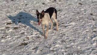 Lassie in de sneeuw en een blaffende mechelaar [upl. by Ociral]