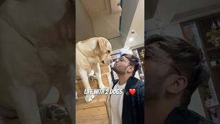 Normal Day with my Dogs🐾❤️ minivlog dailyvlog dogshorts doglover familyvlog ytshorts [upl. by Ahsitil]