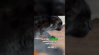 Die besondere Verbindung eines Panther und Rottweiler [upl. by Aseeram430]