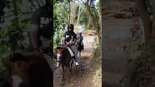 Carabali rainforest birthday mountainhiking horsebackriding outdoors [upl. by Irdua]