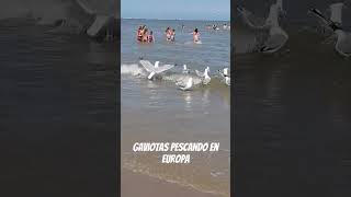 GAVIOTAS PESCANDO EN EUROPA diversion ANIMALES AVES funny [upl. by Lettie]