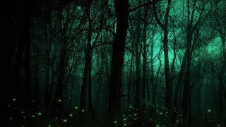 Celtic Lullaby Music – The Hollow Woods [upl. by Onitnerolf147]