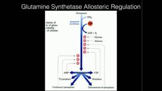 Glutamine Synthetase Allosteric Regulation [upl. by Mccomb]