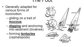 Phylum Mollusca notes part 1 [upl. by Pheni]