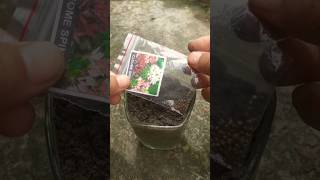 How to grow cleome spinosa amp easy way to propagate cleome spinosa shorts [upl. by Llertnauq]