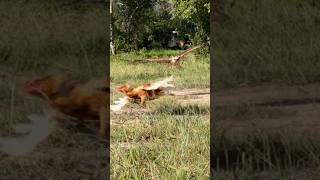 Changeable Hawk Eagle trying hunt a big hen on the ground amazing [upl. by Yarrum552]