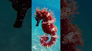 Seahorse  The Bizzare Ocean Creature [upl. by Annoik]