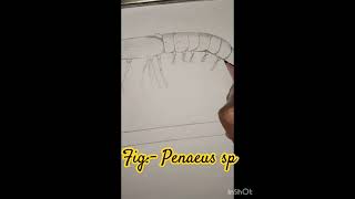 Fig penaeus sp likeandsubscribe drawing art comments likeforlikes [upl. by Alyss]