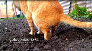 Golovonizdrix Awesome Pooping Cat  You cant miss it Cat keeps pooping in my garden  Exlusive [upl. by Onirefes906]