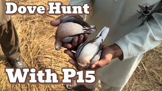 Dove Hunt with P15 Airgun [upl. by Cordelia]