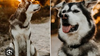 Terrified Dog😍 Transforms When SheMeetsHerSoulmate  The Dodo [upl. by Naujad]