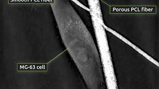 Osteoblastlike cell MG63 interacting with polycaprolactone PCL fibers [upl. by Atiras531]