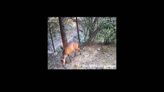 Trail 1  15 1124  Beautiful Barking Deer [upl. by Utimer]