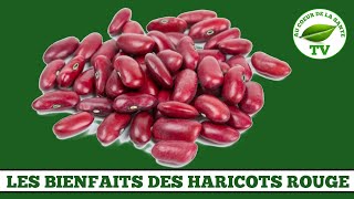 LES BIENFAITS DES HARICOTS ROUGE [upl. by Anoirtac]