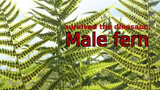 From dinosaurs to cancer research The incredible saga of the male fern [upl. by Nyliak]