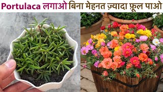 Portulaca लगाओ बिना मेहनत ज़्यादा फ़ूल पाओ  Moss Rose9o Clock From Seeds [upl. by Seigler]