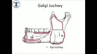 Twarzoczaszka  żuchwa i staw skroniowożuchwowy wstęp PL [upl. by Kwang]