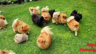 Pomeranian puppies playing in the garden  Anjula Pomeranians Toy Poms [upl. by Anaujit494]