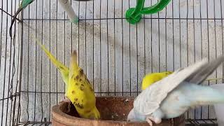 parrot video 50 eatingfightingplaying l main tota main tota hare rang ka hun dikhta🦜 trending [upl. by Smith]