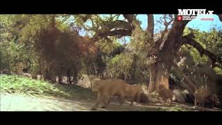 Roar 1981  Trailer [upl. by Ethelinda]