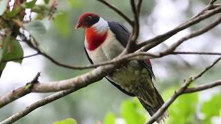 Flame Breasted Fruit Dove  Tamron 150 600mm G2 [upl. by Osrit]