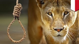 Lion found hanging in cage in Indonesian zoo [upl. by Annairb]