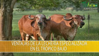 Ventajas de la Lecheria Especializada en el Tropico Bajo TvAgro por Juan Gonzalo Angel Restrepo [upl. by Bamberger]