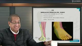 ANATOMÍA DEL MIEMBRO INFERIOR PIE Y RODILLA  Usamedic [upl. by Josefina302]