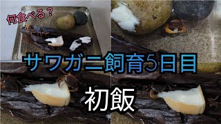 【飼育観察】サワガニ【餌やり・食パン】 [upl. by Hartzel525]