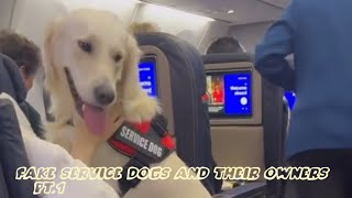 fake service dogs and their owners pt1 [upl. by Yesrej]