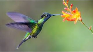 Hummingbird Sounds  Hummingbirds  Hummingbird Flying Backwards [upl. by Havener]