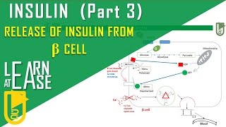 Insulin Part 3 Release of Insulin from β cell of Islets of Langerhans [upl. by Nelaf]