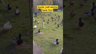 Ducks in HEACHAM are having fun [upl. by Urbana779]