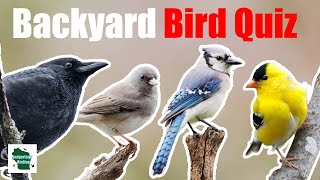 Can You Identify These 25 Common Backyard Birds Central and Eastern North America [upl. by Atilegna]