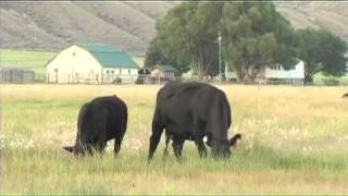 Angus VNR CAB Feeder Calf and Fed Cattle Breakeven Calculators [upl. by Ardnatal]