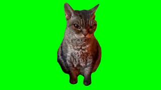 angrygrumpy cat meme green screen [upl. by Aretina90]