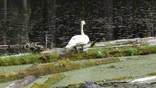 Trumpeter Swan Cygnets [upl. by Nosrej]