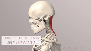 Splenius Capitis Spine Series 15 Neck Muscles 3D Animation [upl. by Talmud]