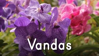 Orquídeas Vandas [upl. by Nitniuq]