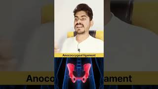 Anococcygeal ligament in Hindi and Function anatomy quiz [upl. by Annas140]