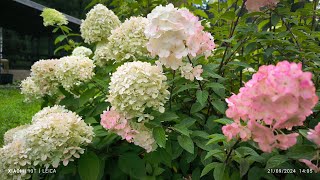 My beautiful flowers in my Garden at Võru County [upl. by Elbart933]