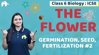 The Flower Class 6 ICSE Biology Chapter 2  Selina  Germination Seed Fertilization 2 [upl. by Ailhad86]