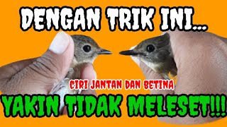 CIRI MENONJOL Perbedaan srdc jantan dan betina⁉️ [upl. by Gavrah]