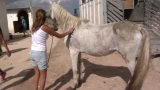 Horses saved from death The English version  httpsyoutube3CC8OyJyT0 [upl. by Hanus228]